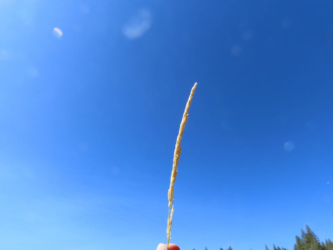 Agrostis exarata 9