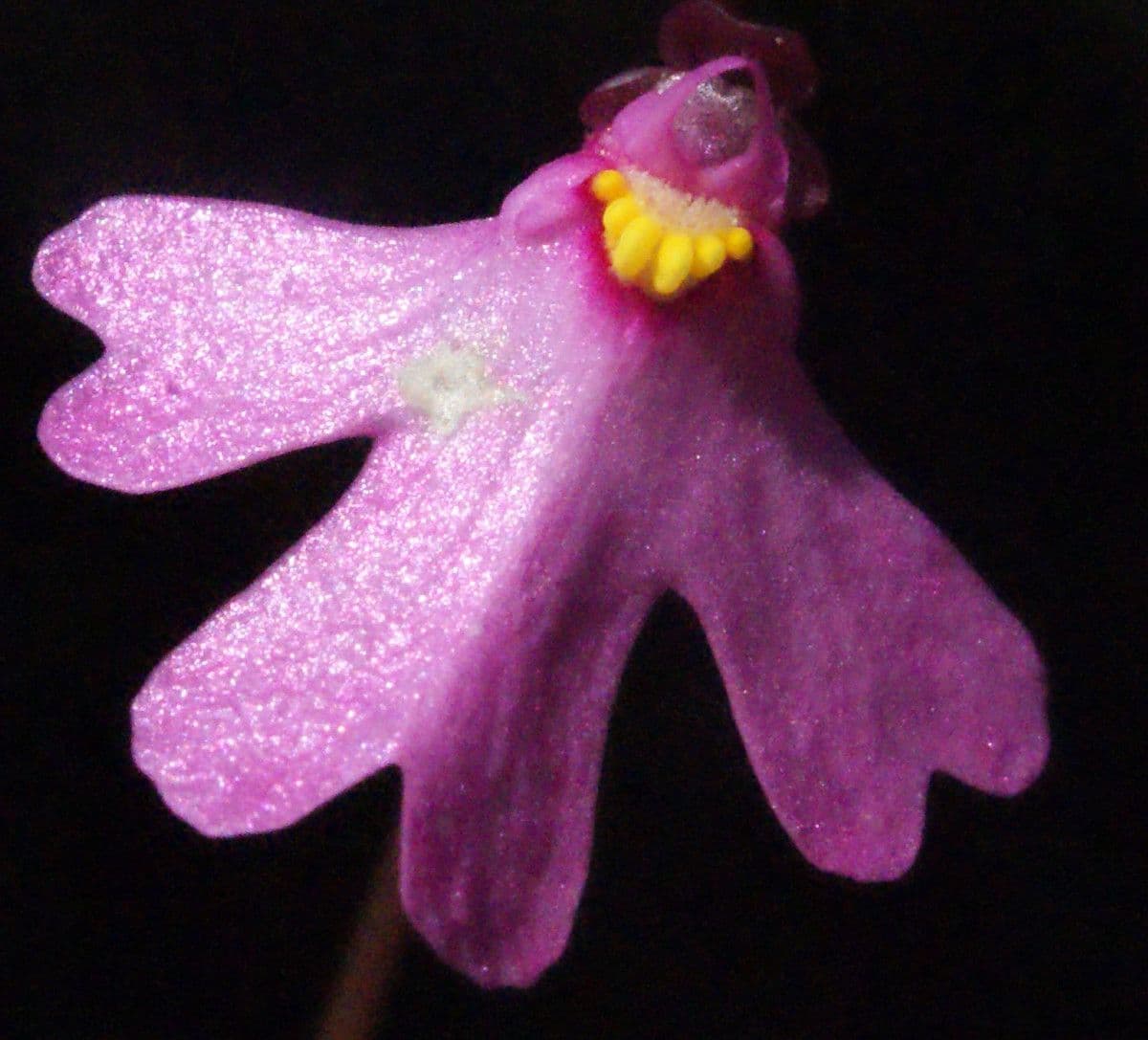 Utricularia multifida 5