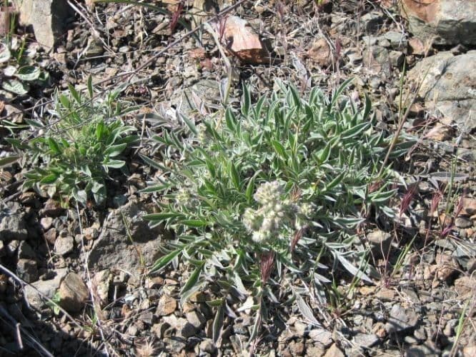 Phacelia 8