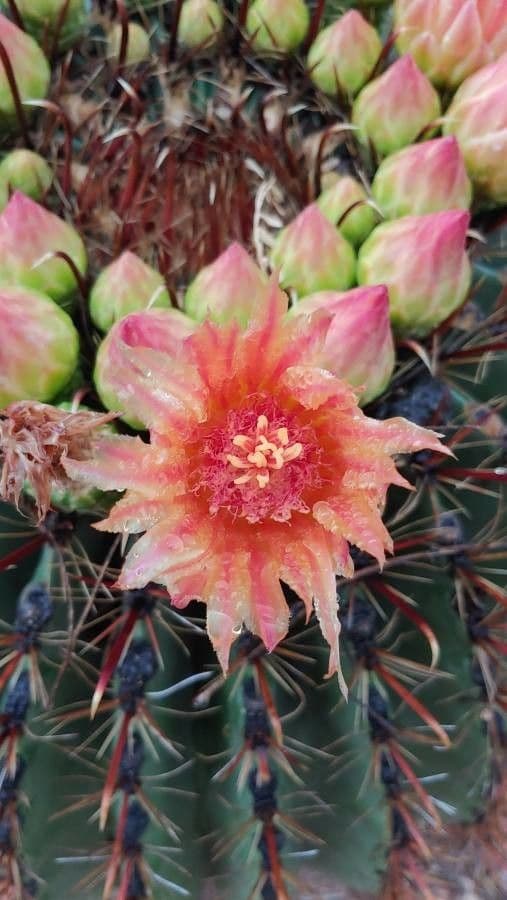 Ferocactus wislizeni 4