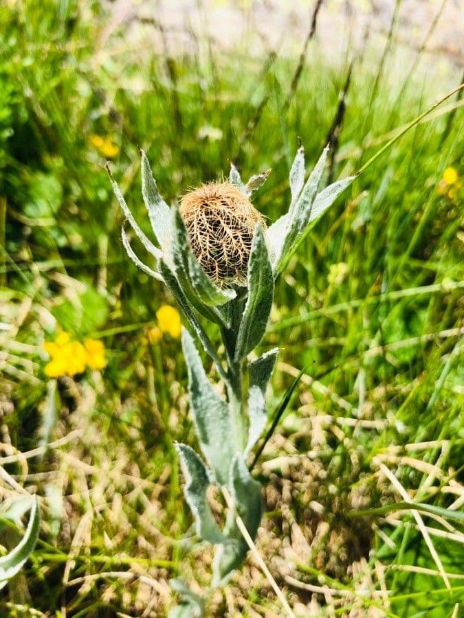 Centaurea nervée 25