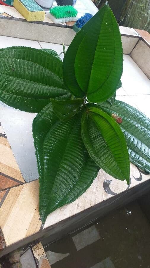 Miconia 8