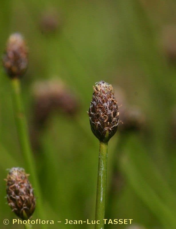 Eleocharis ovata 7