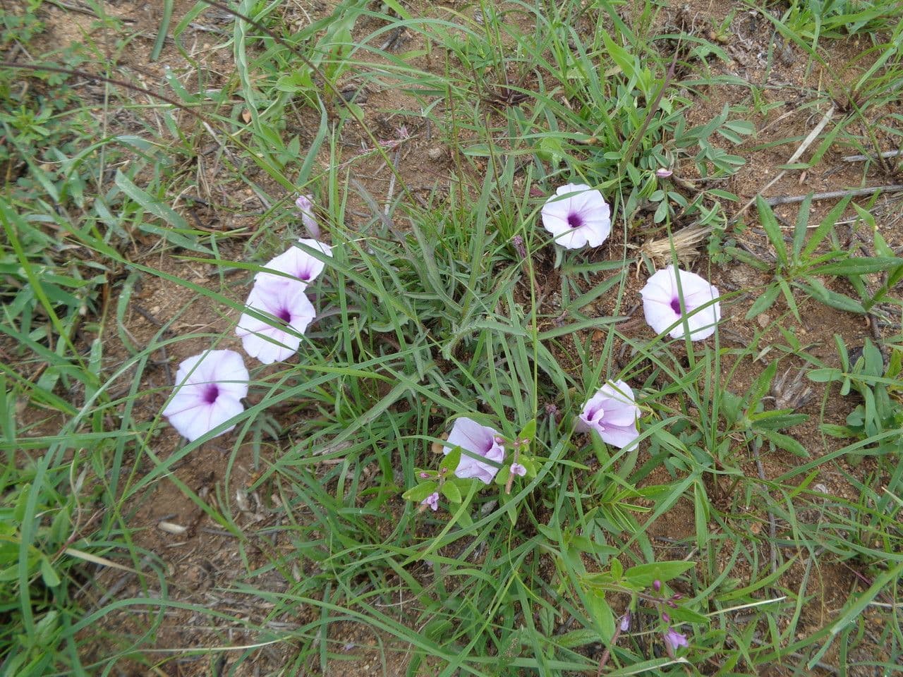 Ipomea 3
