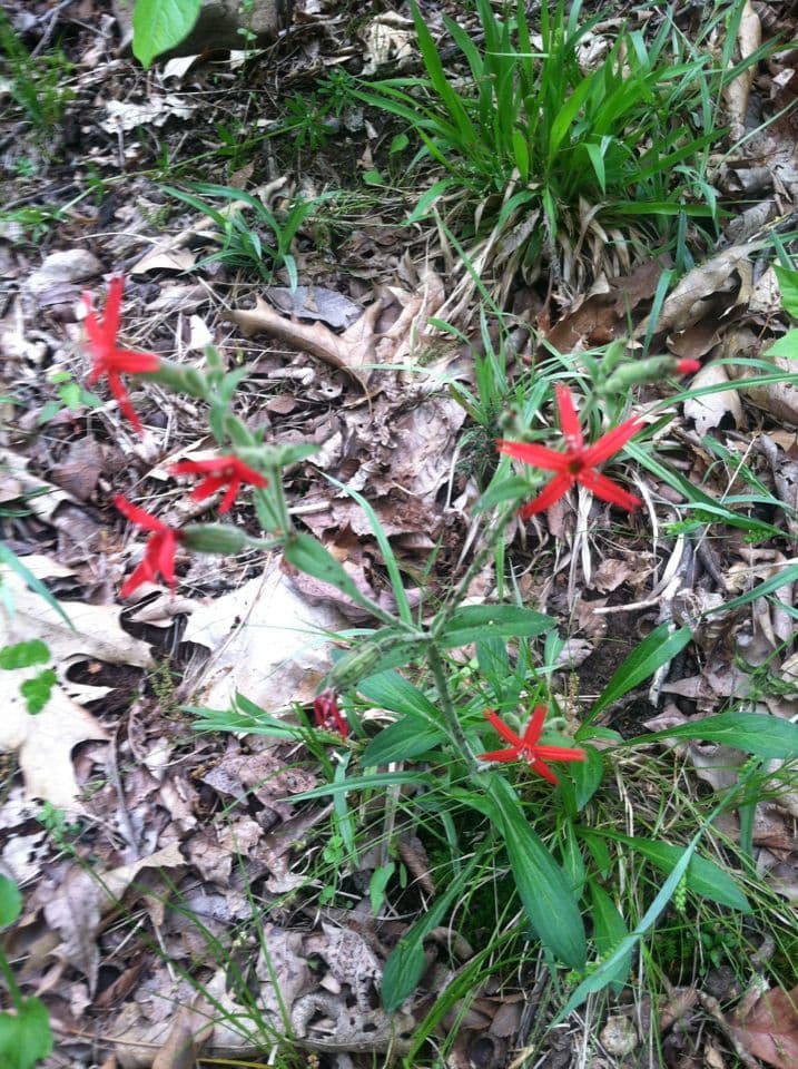 Silene virginica 8