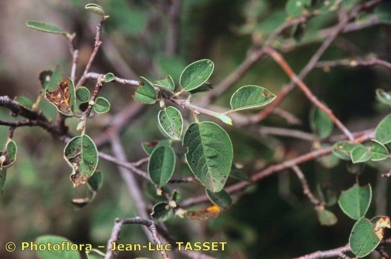 Cotoneaster 13