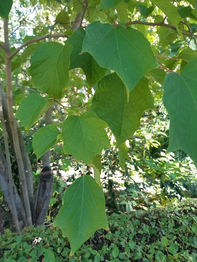 Alangium platanolisté 8