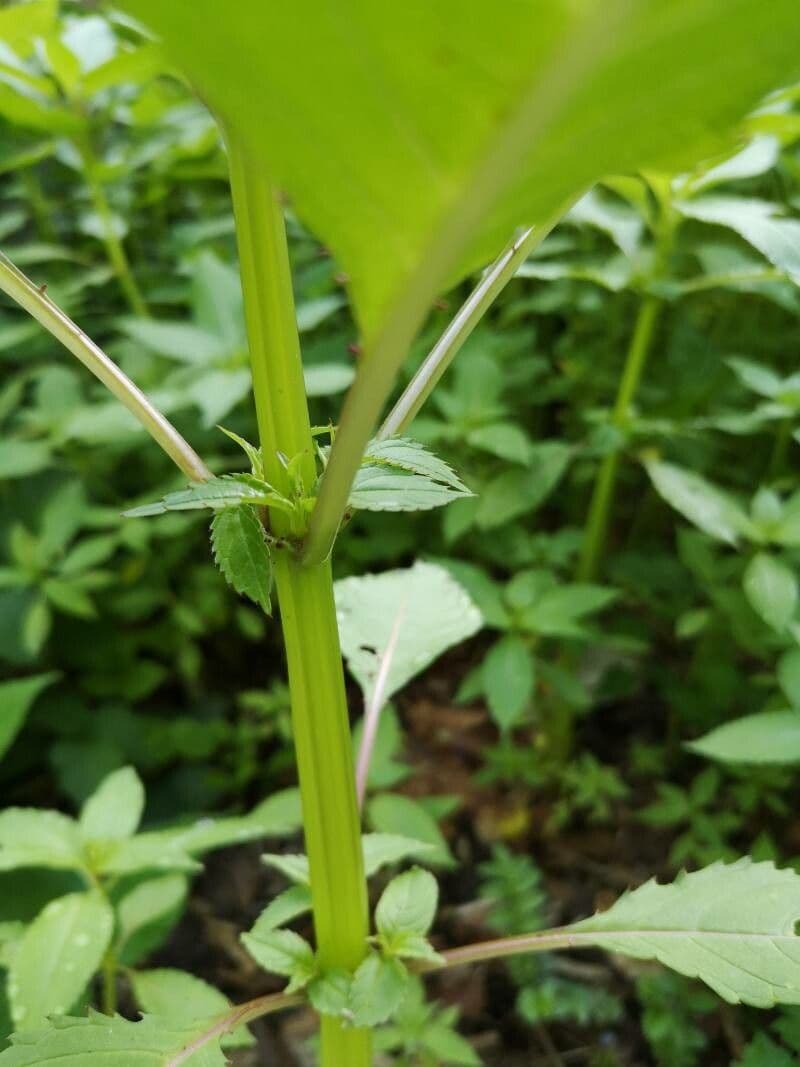 Kleines Springkraut 24