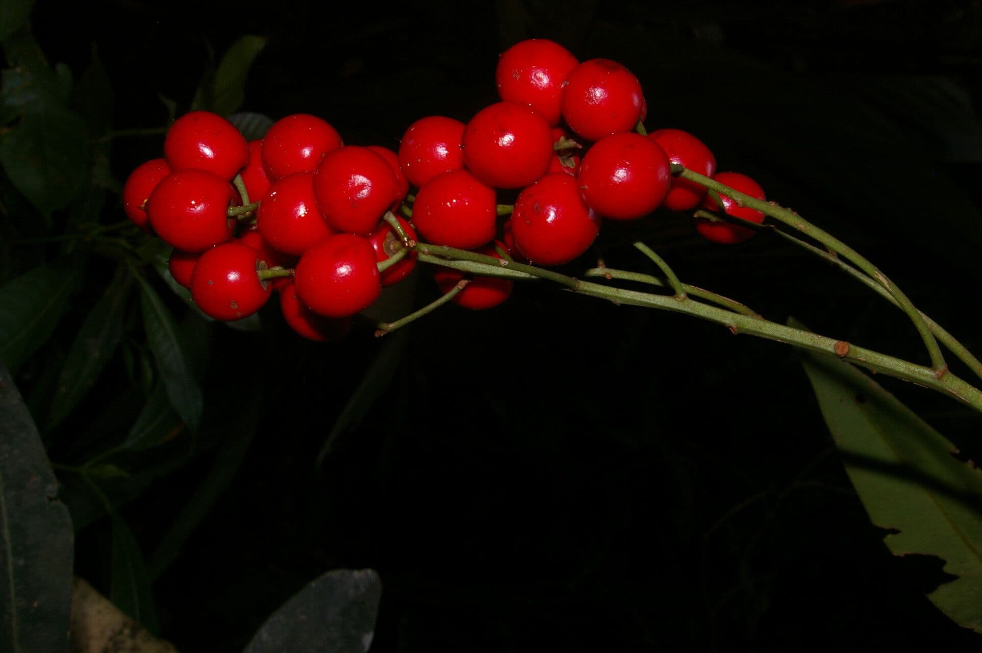 Hymenandra 2