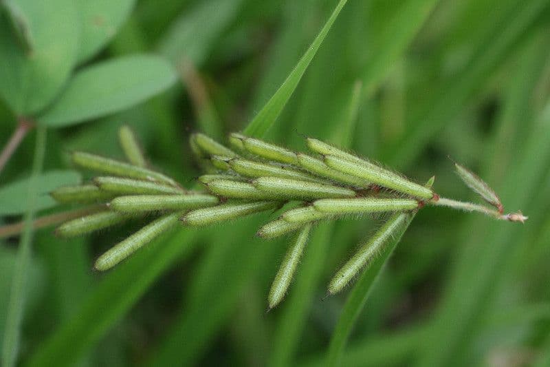 Indigofera 3
