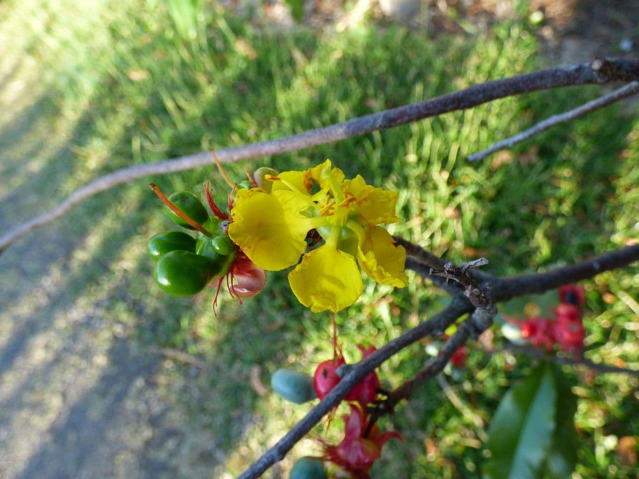Ochna 4
