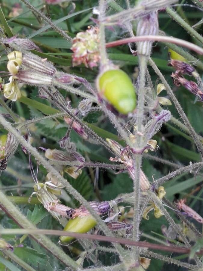 Silene nutante