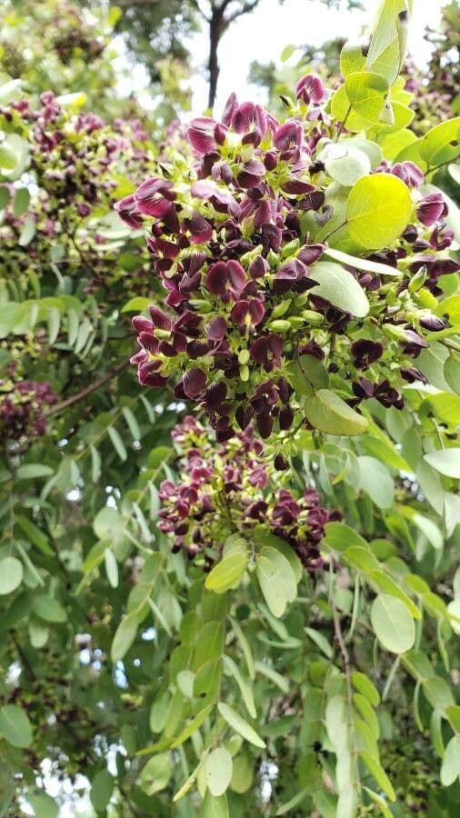 Dalbergia 2