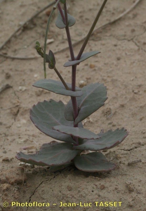 Moricandia 15