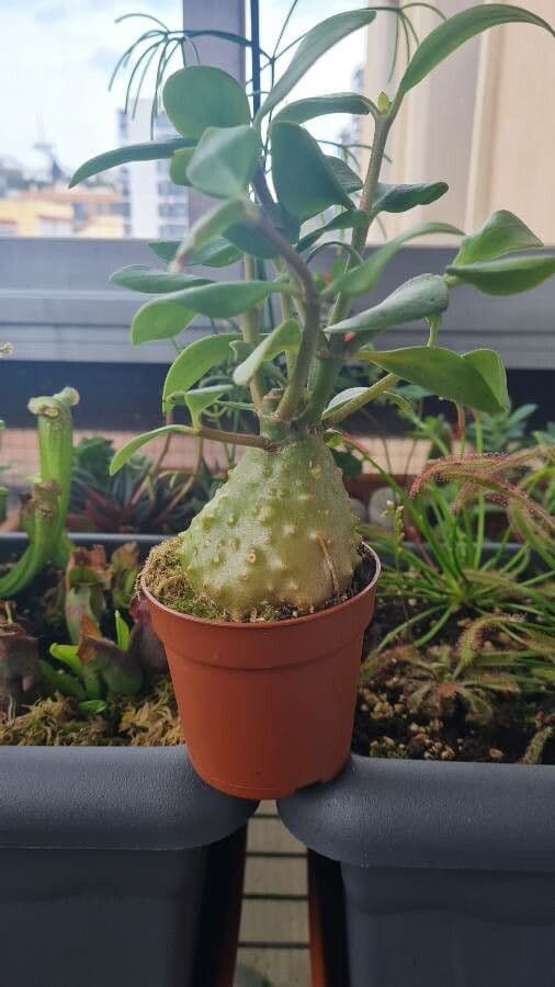 Hydnophytum 7