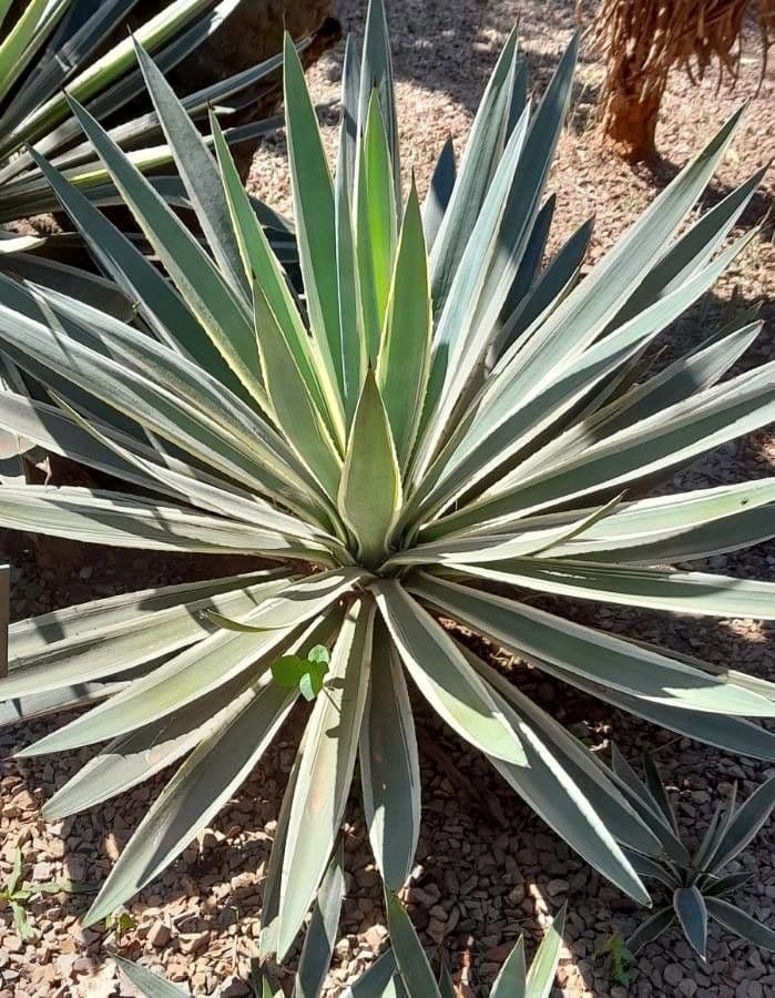 Garten-Sisal 11