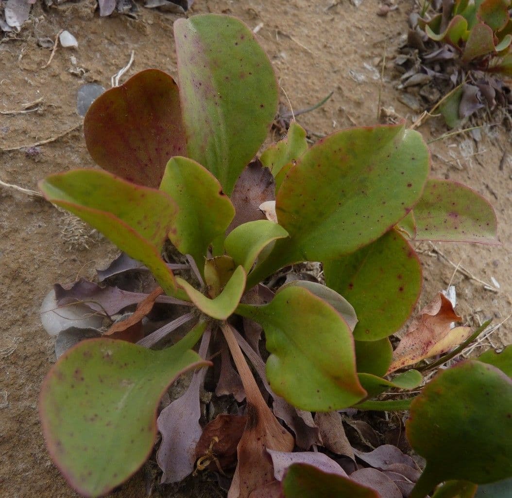 Limonio 7