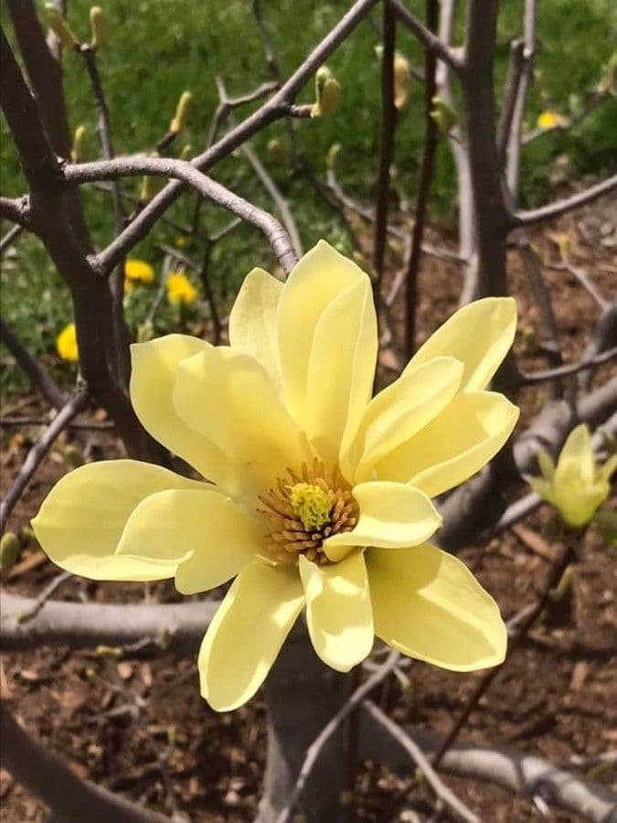 Magnolia di Fraser 6