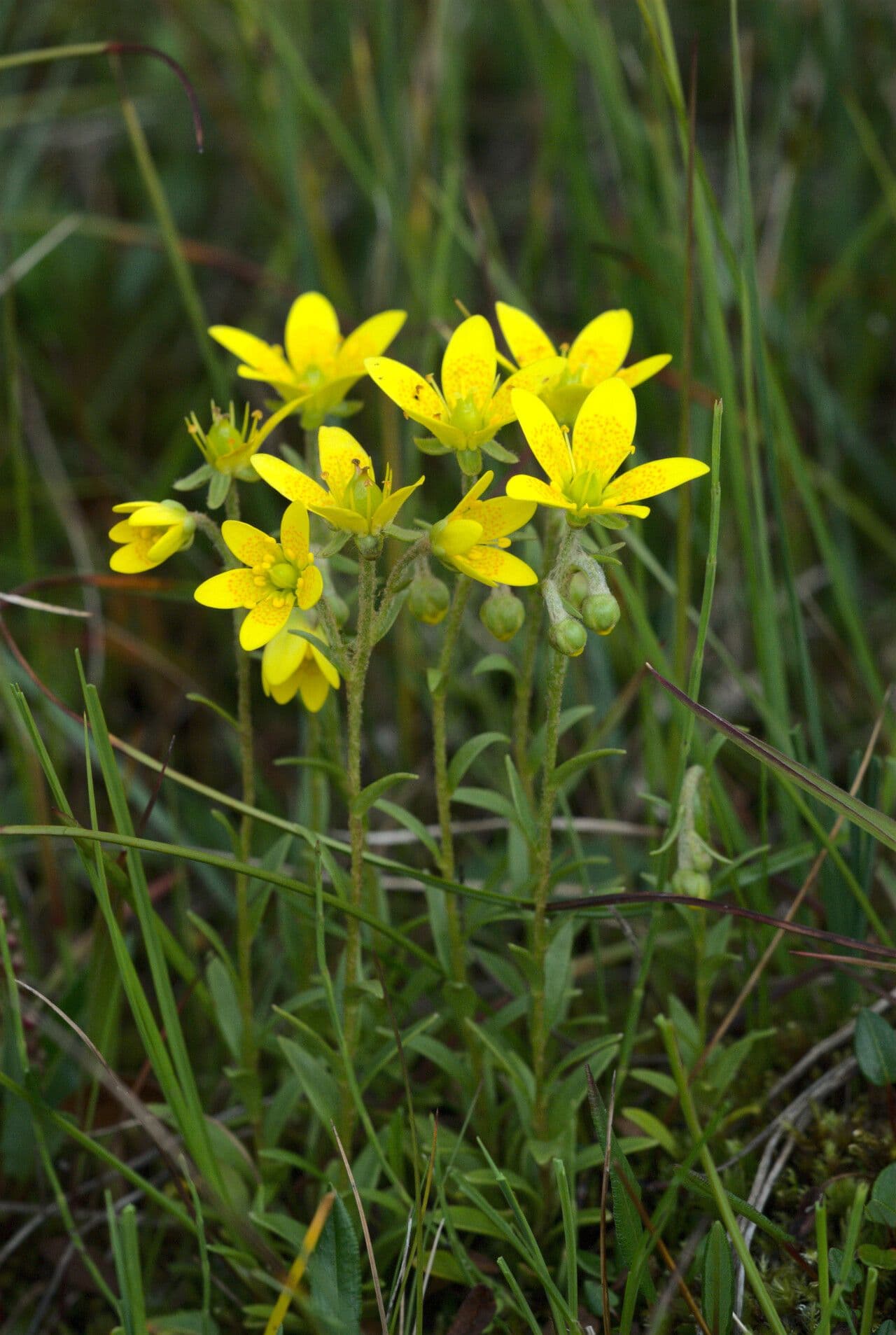 Sassifraga hirculus 14