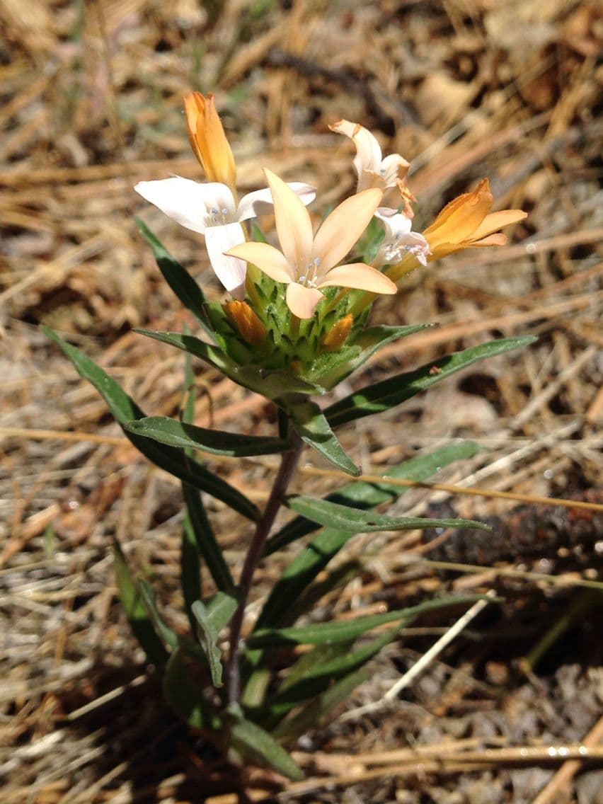 Collomia grandiflora 10