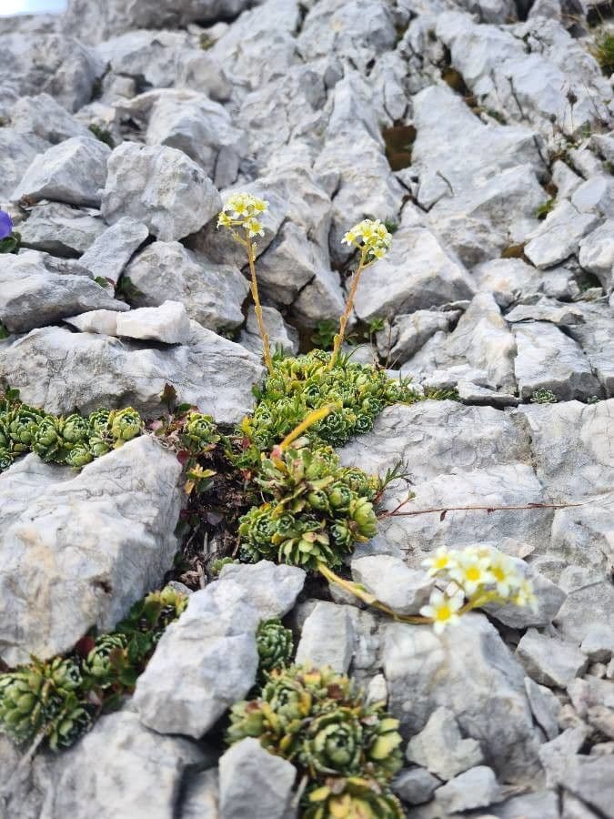 Saxifrage paniculée 7