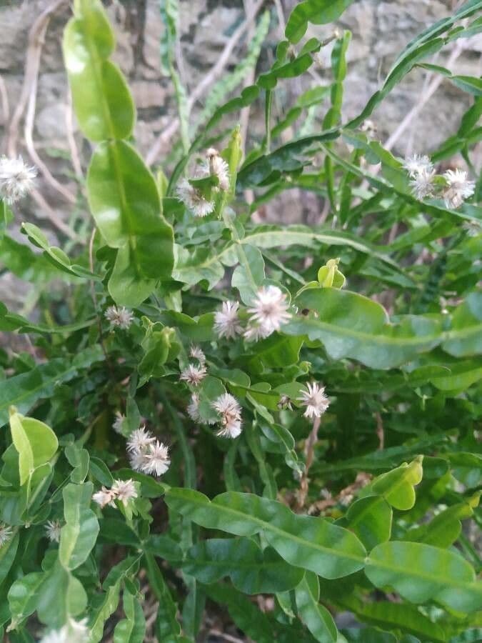 Baccharis trimera 2