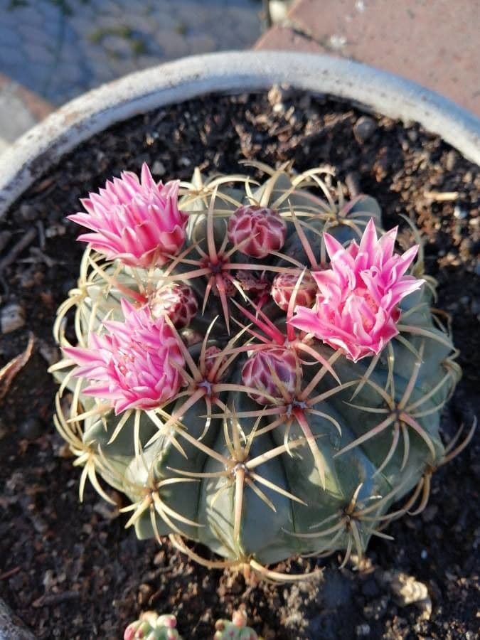 Cactus 5