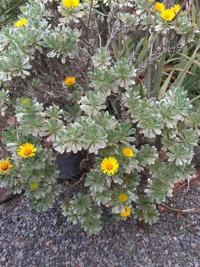 Sternblume 14