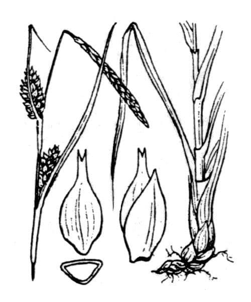 Turzyca Hosta 22