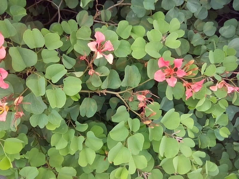Bauhinia galpinii 27