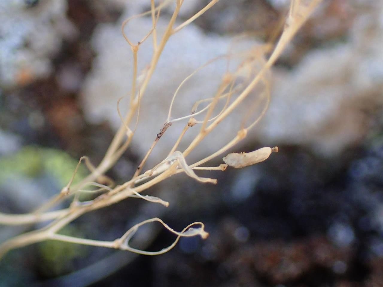 Draba tomentosa 2