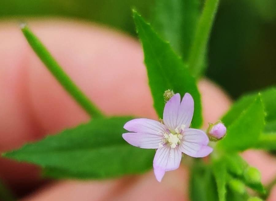 Epilobio ciliato 6