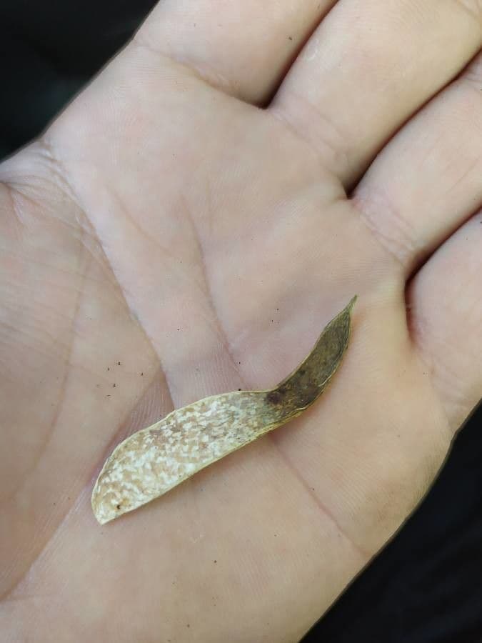 Machaerium spinoso