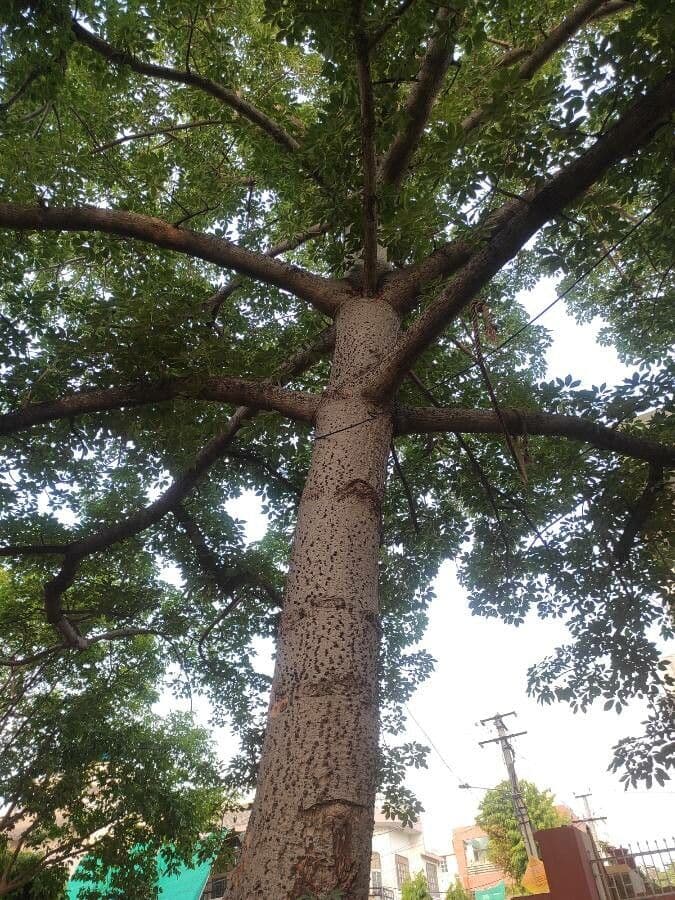 Albero del cotone 24