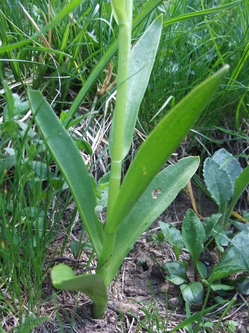 Orchidea sambucina 17