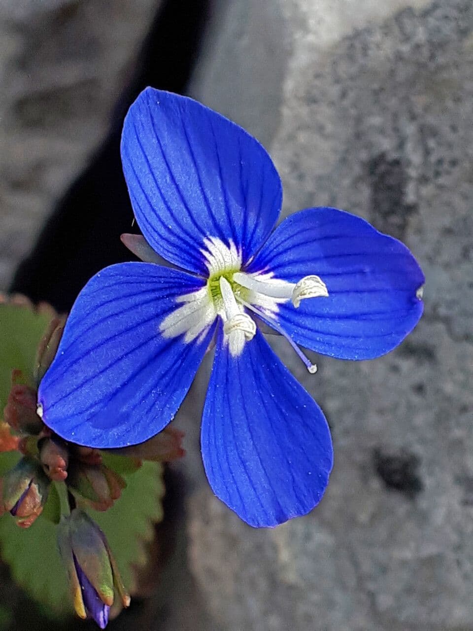 Veronica
