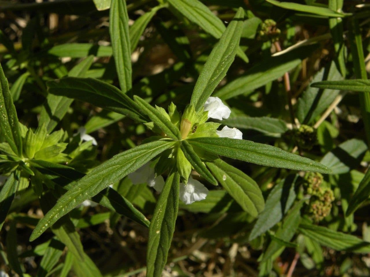 Leucas 10