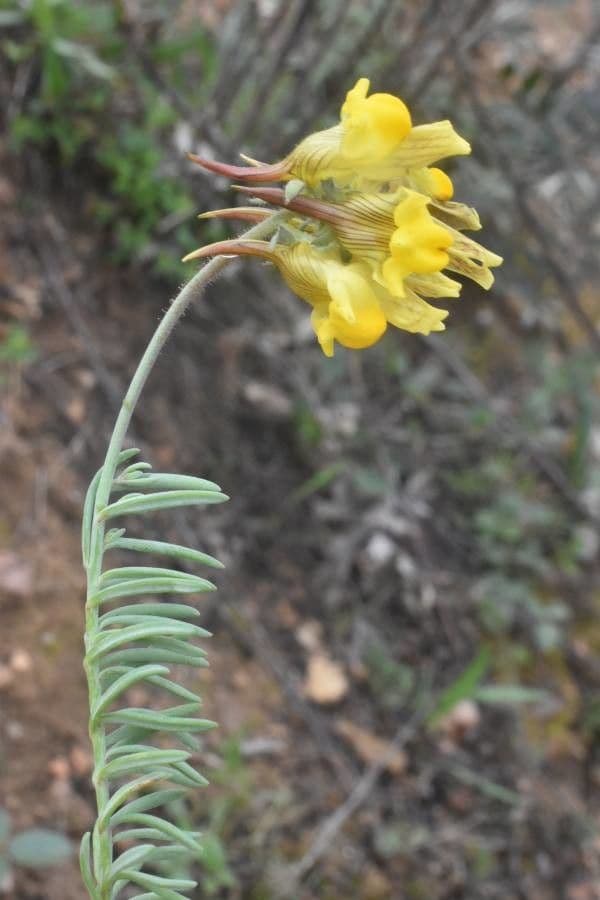 Linaria supina 18