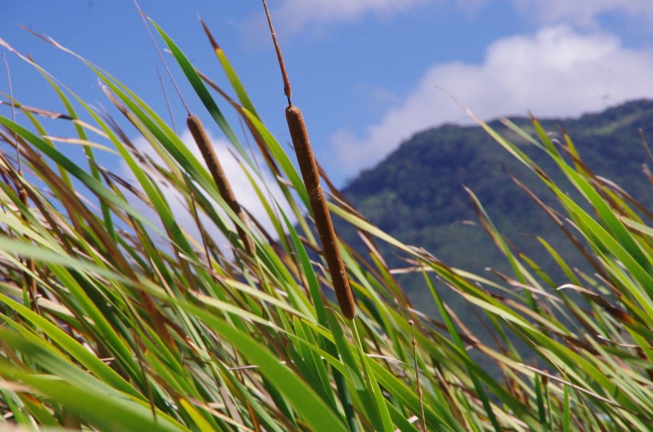 Totora 9