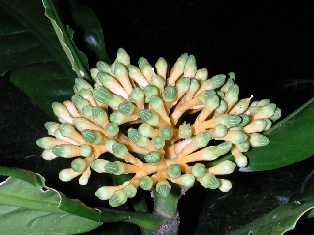 Potalia turbinata 7