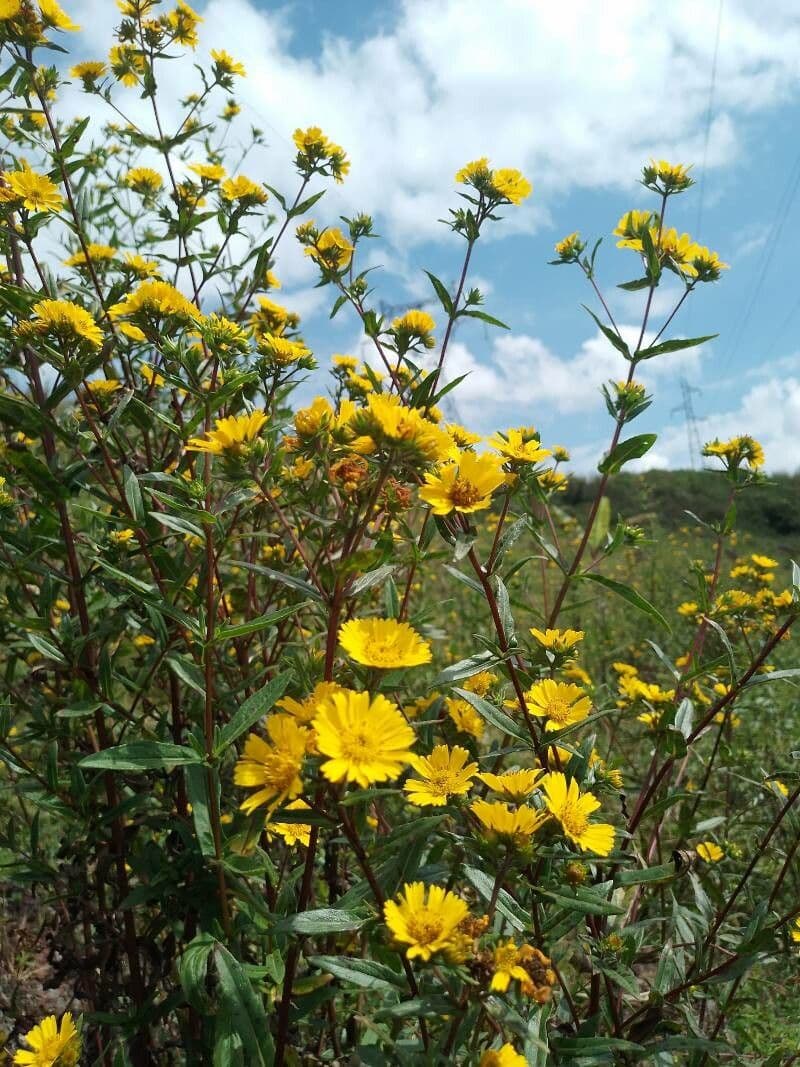 Guizotia scabra 2