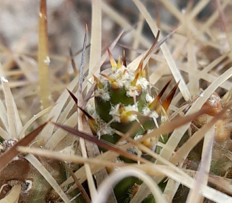 Maihueniopsis 13
