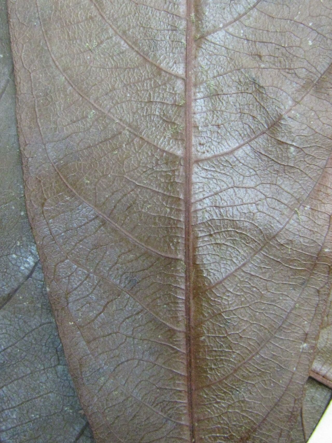 Cybianthus 4