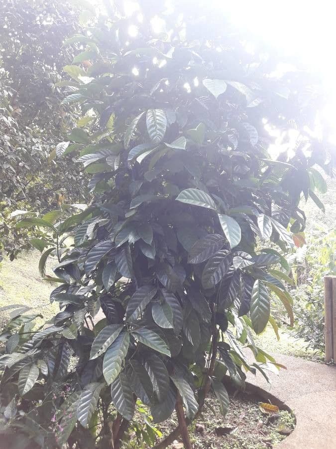 Caffè arabico 15