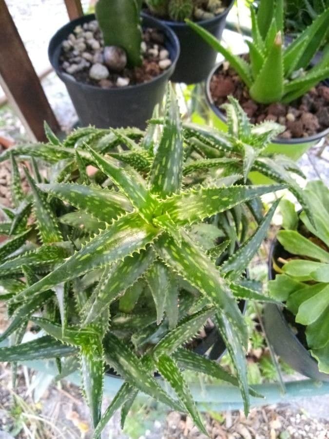 Aloe 4