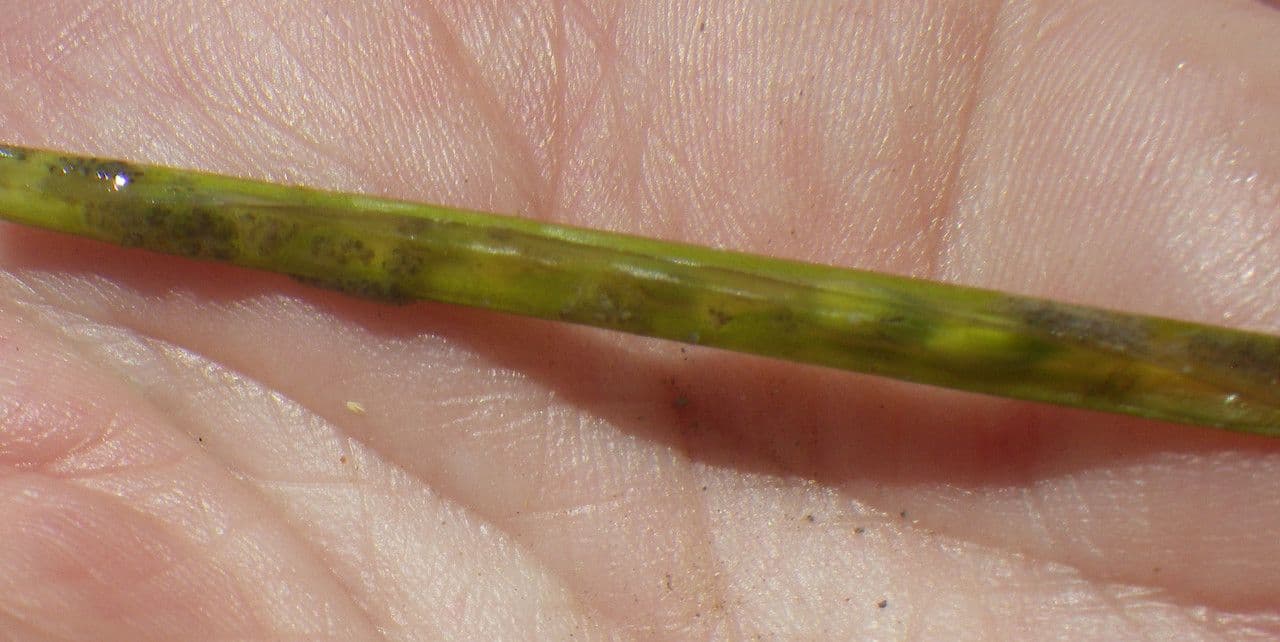 Zostera marina 3
