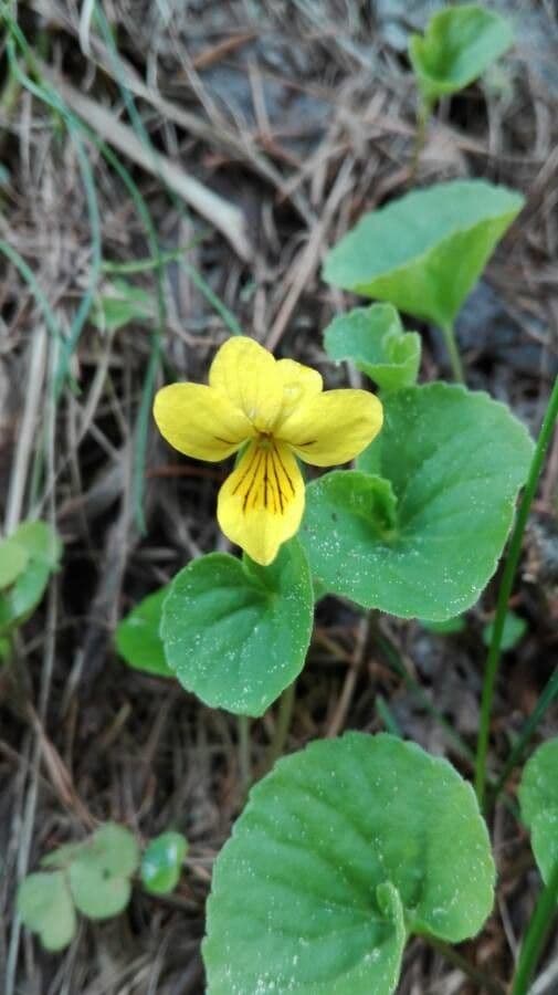 Viola biflora 5