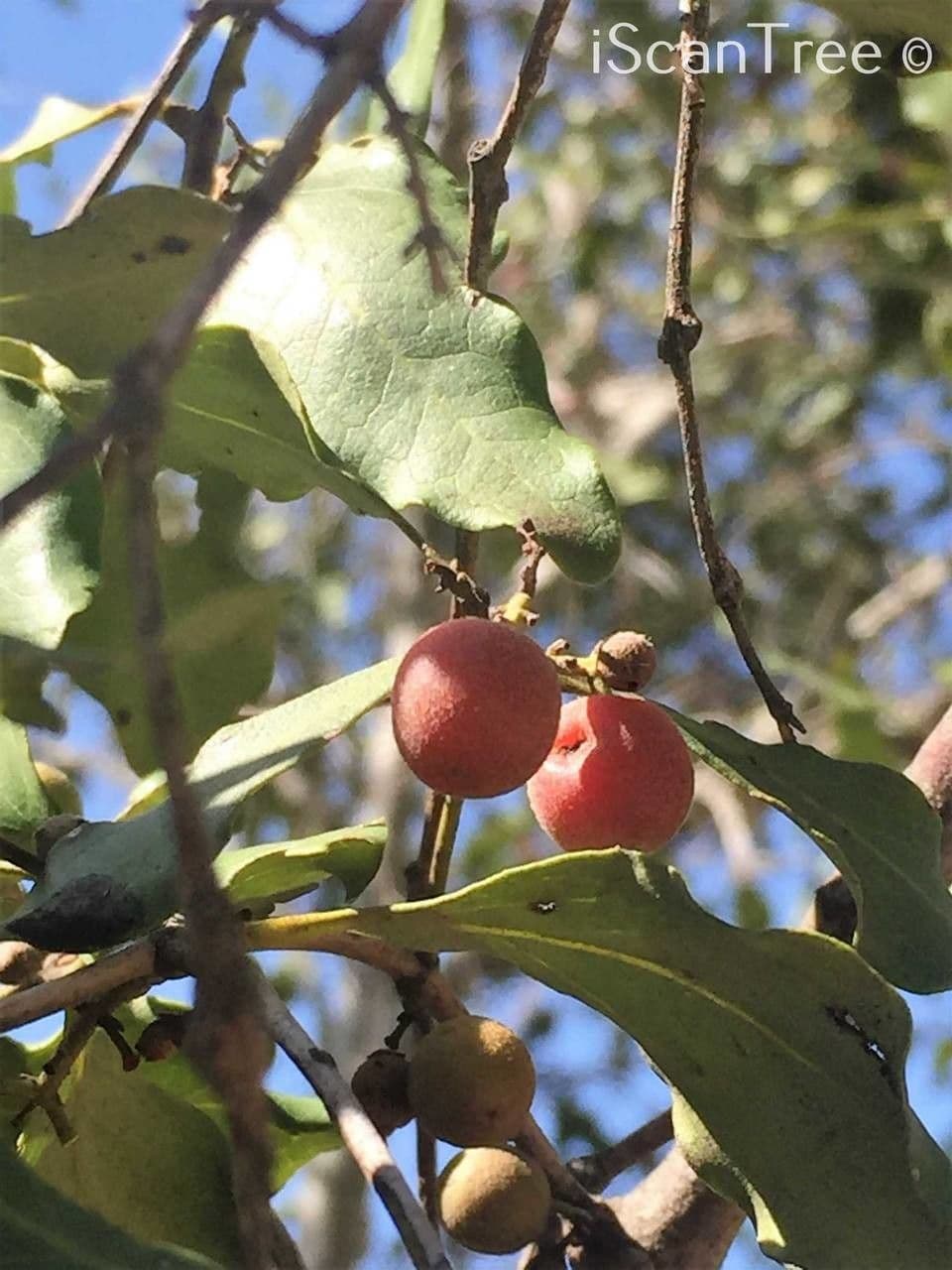 Euclea