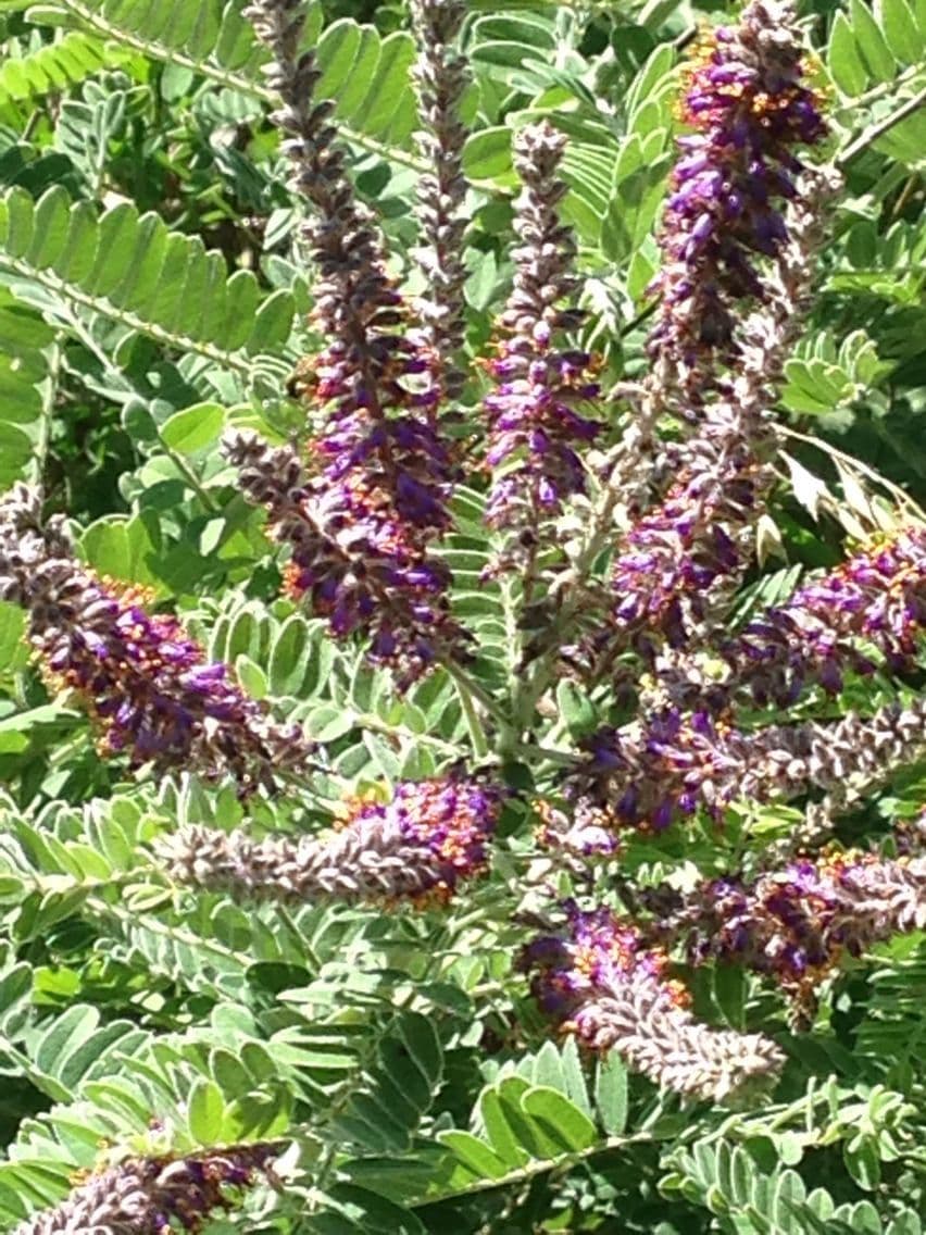 Leadplant 11