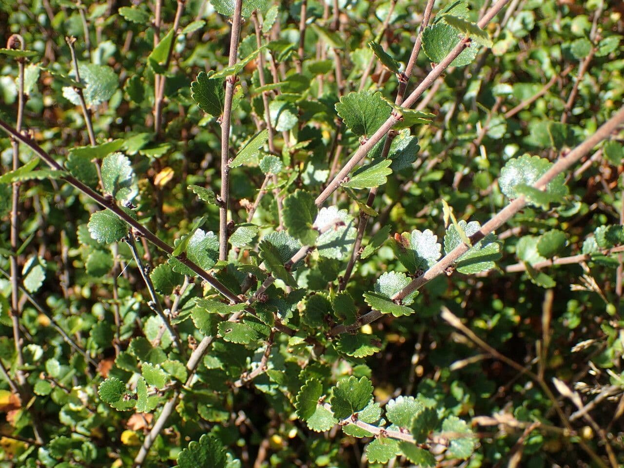 Bříza trpasličí 29